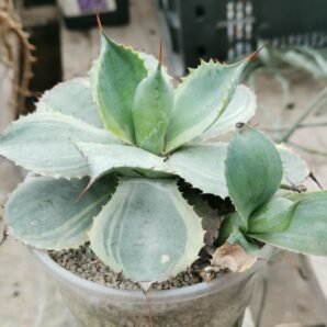 Agave potatorum Tradewinds var. Blue
