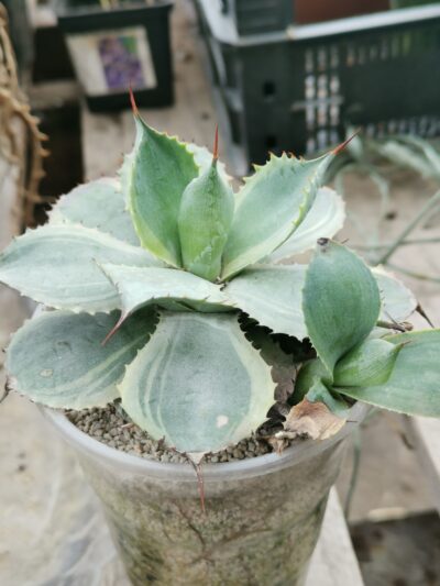 Agave potatorum Tradewinds var. Blue