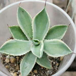 Agave Desert Diamond
