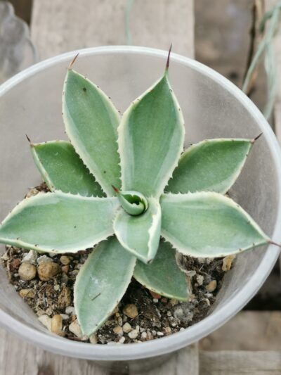 Agave Desert Diamond