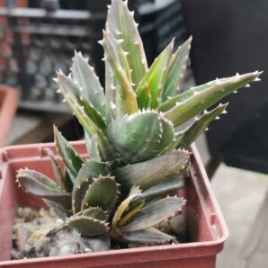 Aloe mitriformys var.