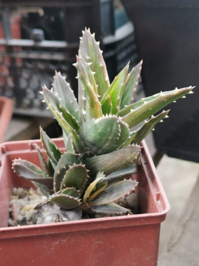 Aloe mitriformys var.