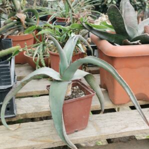 Aloe elegans