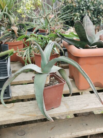 Aloe elegans