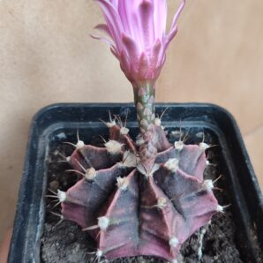 Gymnocalycium friedrichii