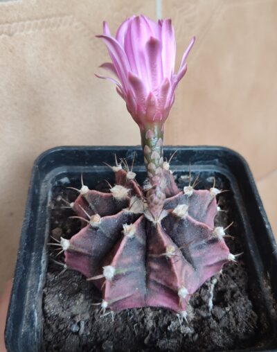 Gymnocalycium friedrichii