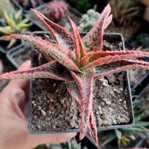 Aloe Pink Blush x Christmas Carol