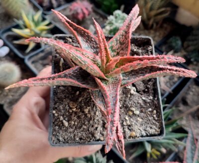 Aloe Pink Blush x Christmas Carol