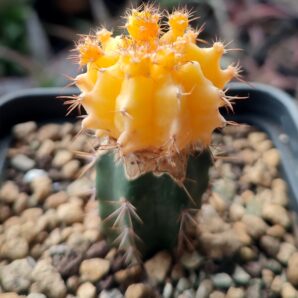 Gymnocalycium mihanovichii yellow | 44