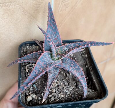 Aloe - Зображення 2