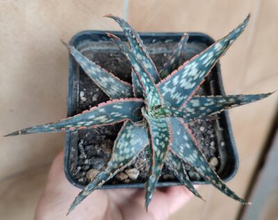 Aloe Peppermint - Зображення 2