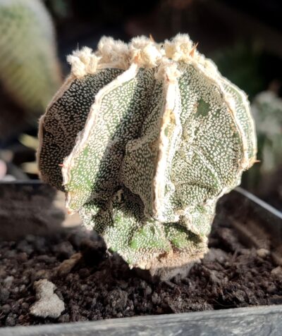 Astrophytum ornatum x myriostigma fukuryu - Зображення 2