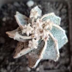 Astrophytum ornatum x myriostigma fukuryu
