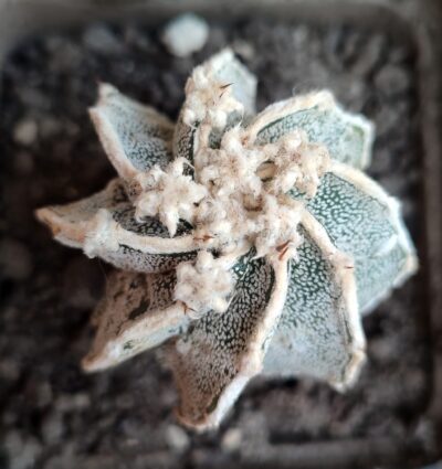 Astrophytum ornatum x myriostigma fukuryu