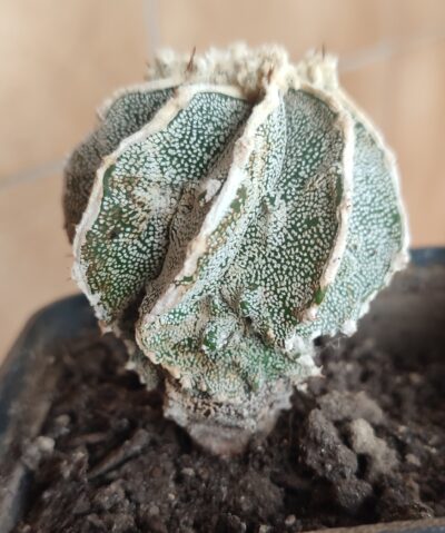 Astrophytum ornatum x myriostigma fukuryu - Зображення 3