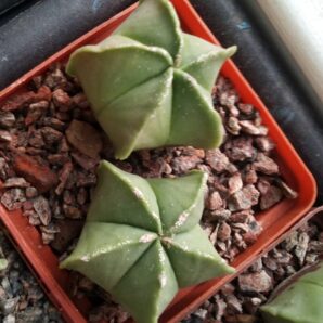 Astrophytum myriostigma nudum