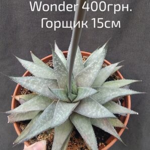 gasteraloe (gastrolea) Wonder горщик 15см