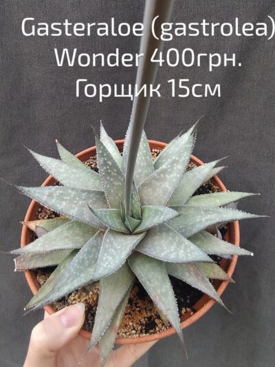 gasteraloe (gastrolea) Wonder горщик 15см
