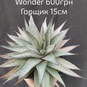 gasteraloe (gastrolea) Wonder горщик 15см