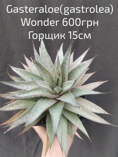 gasteraloe (gastrolea) Wonder горщик 15см