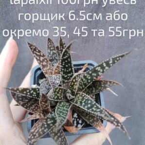 Gasteraloe Lapaixii (gastrolea) розетка