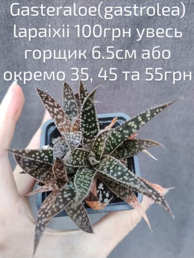 Gasteraloe Lapaixii (gastrolea) розетка
