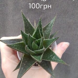 gasteraloe(gastrolea)