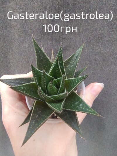 gasteraloe(gastrolea)