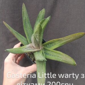 gasteria Little Warty з дітками