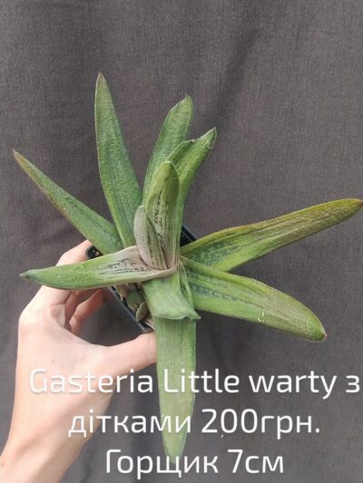 gasteria Little Warty з дітками