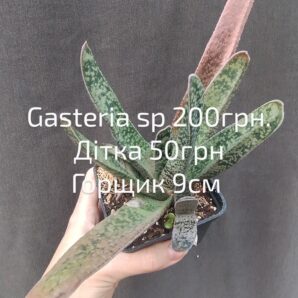 gasteria sp дітка