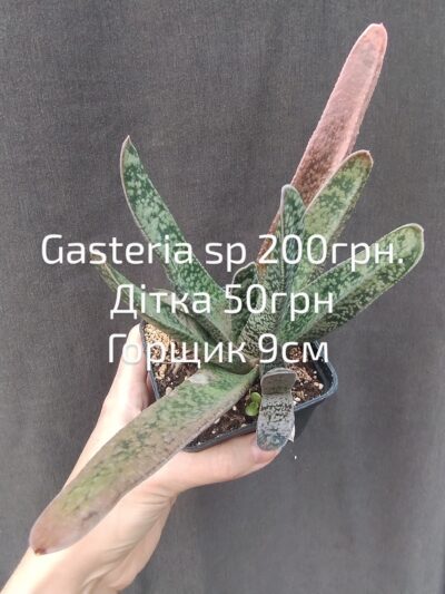 gasteria sp дітка