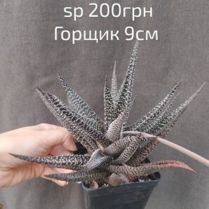 gasteraloe(gastrolea) дітка