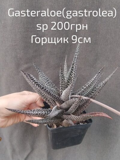 gasteraloe(gastrolea) горщик 9см