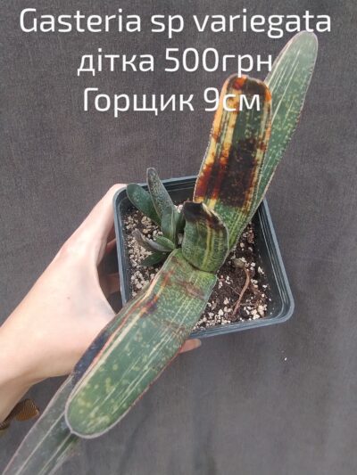 gasteria sp variegata дітка
