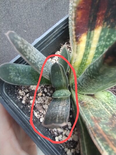 gasteria sp variegata дітка - Зображення 2