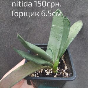Gasteria nitida var. nitida