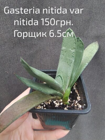 Gasteria nitida var. nitida