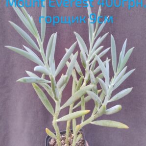 senecio ficoides mount everest