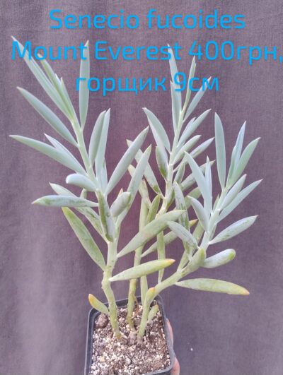 senecio ficoides mount everest