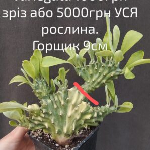 euphorbia neriifolia cristata variegata зріз