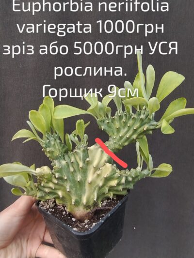 euphorbia neriifolia cristata variegata