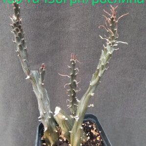 Senecio saginata
