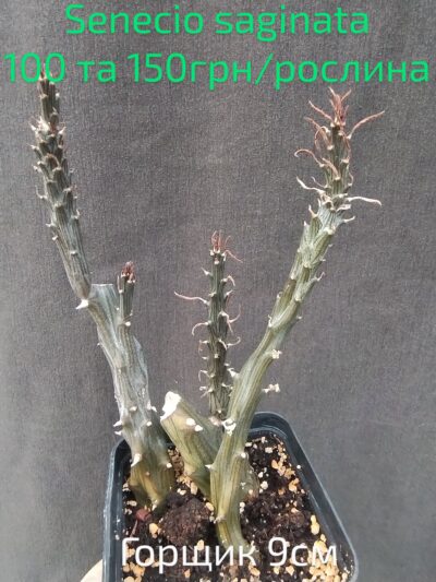 Senecio saginata