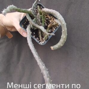 senecio pendulus