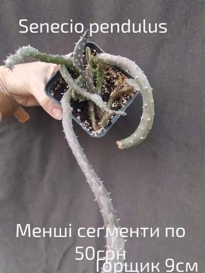 senecio pendulus