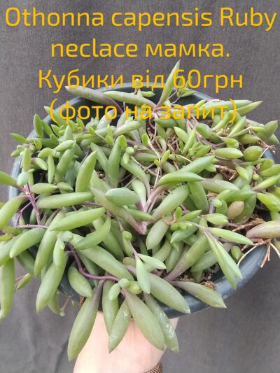 Othonna Сapensis Ruby Necklace