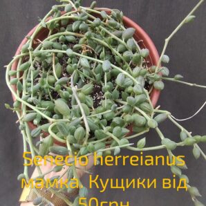 Senecio herreianus string of watermelon
