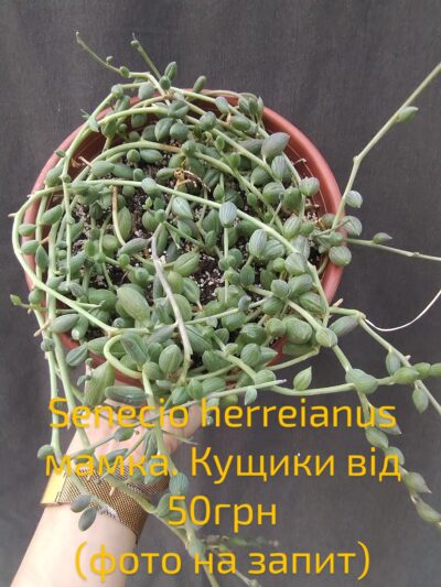 Senecio herreianus string of watermelon