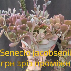 senecio jacobsenii зріз
